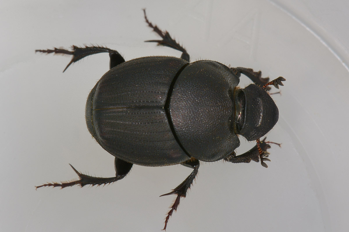 Onthophagus verticicornis, femmina, Scarabaeidae